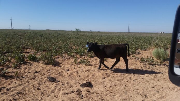 Agenda 2030, the 30 by 30 Land Grab, and the Battle for Property Rights
