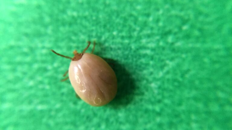Federal Lyme and Tick-Borne Disease Policy