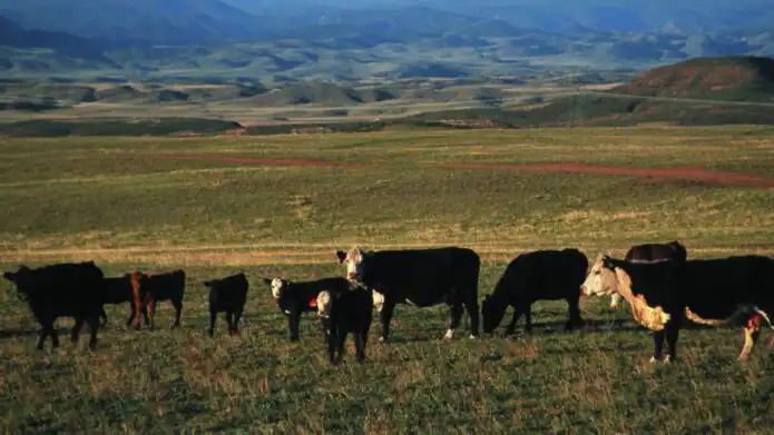 Trump temporarily enlarges the beef import quota by 300,000 metric tons after the U.S. herd fell to a 75-year low